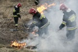 Spłonęły 2 hektary traw w Pile, Miasteczku Krajeńskim i Białośliwiu