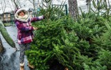 Gdzie i za ile kupimy w Bydgoszczy choinkę? Sprawdź tegoroczną ofertę świątecznych drzewek