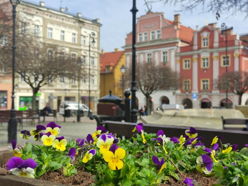 Pierwsze wiosenne kwiaty już ozdabiają Wałbrzych. Trwa sadzenie tysięcy drzew i krzewów. Gdzie?