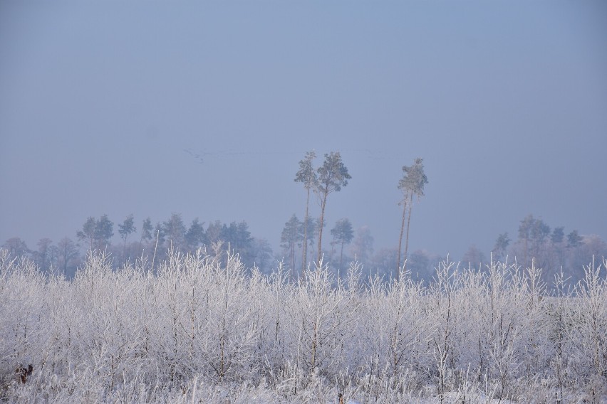 Tak wygląda zima w gminach Rogowo i Janowiec Wielkopolski.