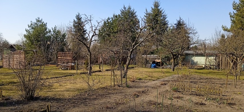 WRZEŚNIA: Wybierają zielone RODos, zamiast jechać na słoneczne Rodos. Trwa boom na ogródki działkowe!