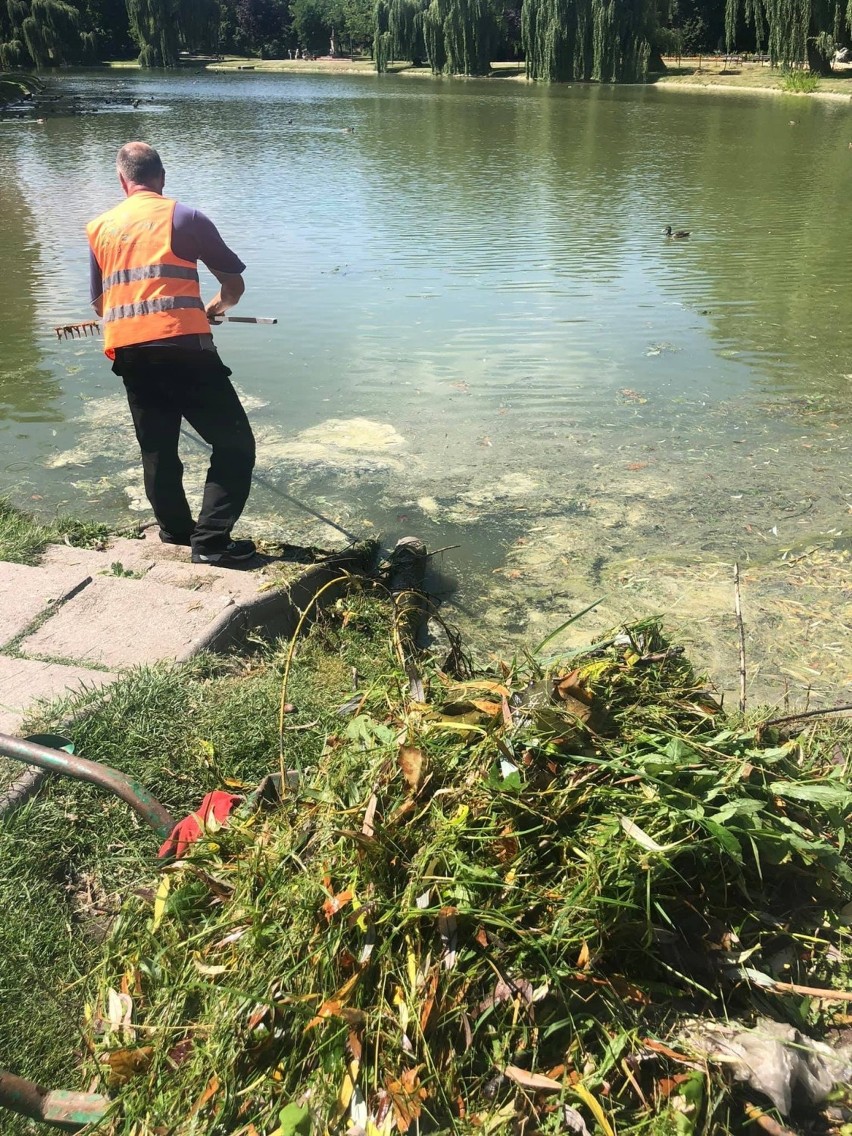 Staw w parku miejskim jest sprzątany codziennie.