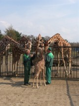 Wrocław: Młoda żyrafa we wrocławskim zoo ma już 180 cm wzrostu! (ZDJĘCIA)