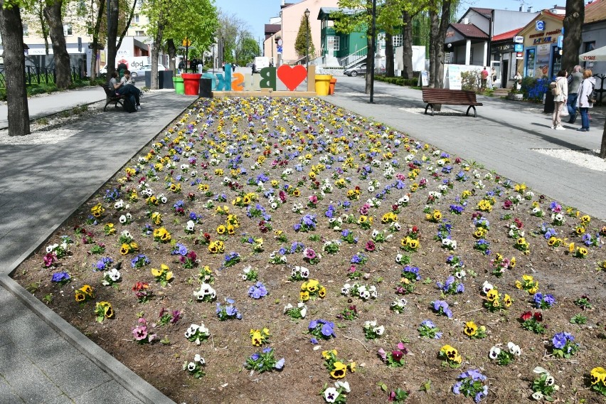 Wiosna 2024 w Busku-Zdroju. Miasto jest pełne słońca, kolorowych kwiatów i spacerowiczów. Zobaczcie zdjęcia