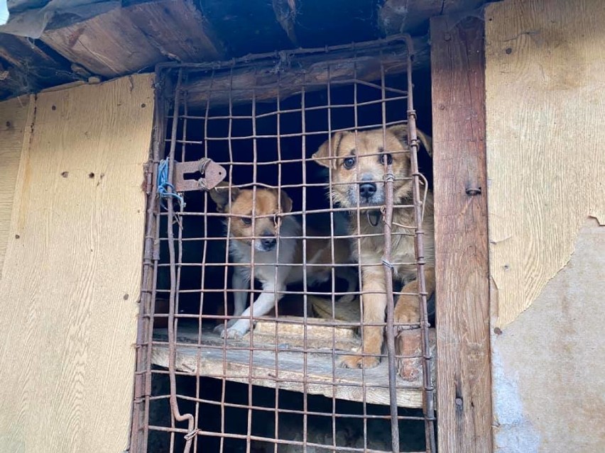 Obrońcy zwierząt uratowali psy trzymane w klatce na króliki oraz głodne i chore koty (ZDJĘCIA)