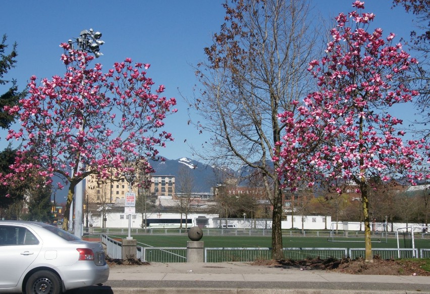 Vancouver BC Canada - wiosna 2