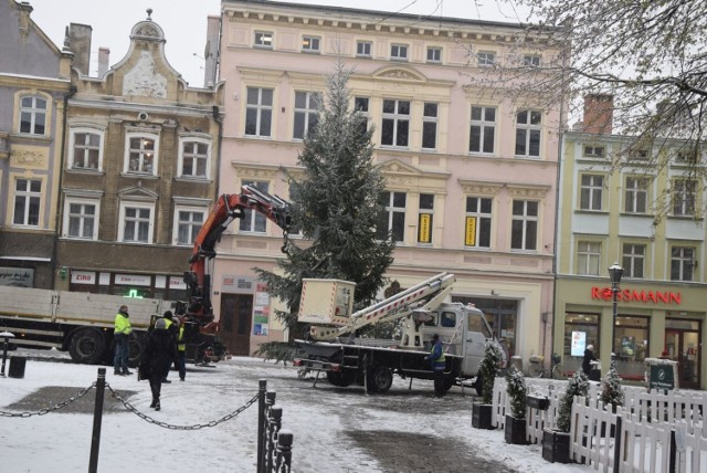 Przy zielonogórskim ratuszu stanęła 12-metrowa żywa choinika. Przyjechał z nadleśnictwa Sulechów. Będzie nam towarzyszyć przez cały świąteczny okres