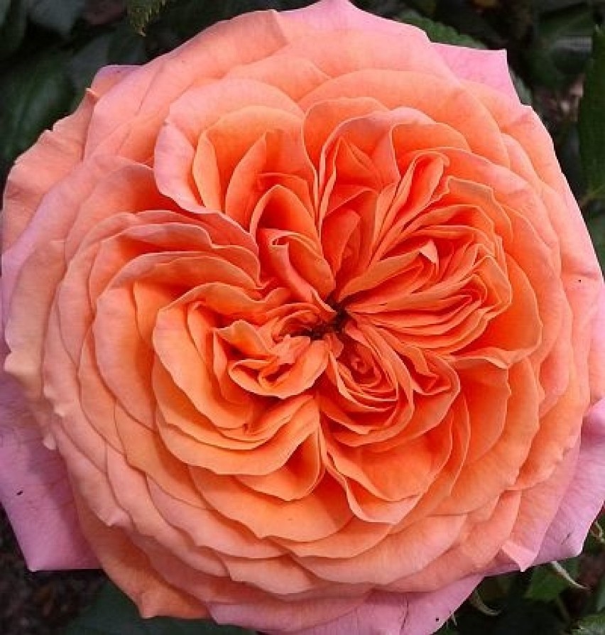 róża Marie Ann