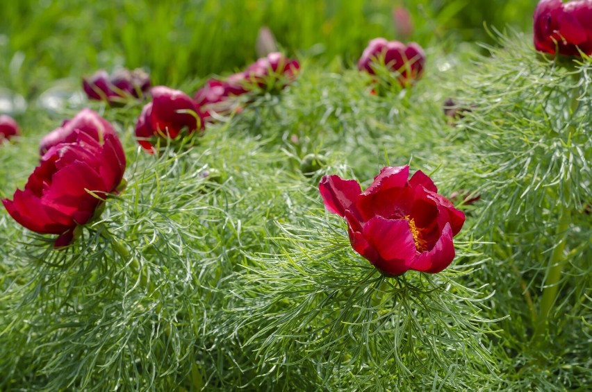 Te peonie wyglądają delikatnie, ale są wytrzymałe i na...