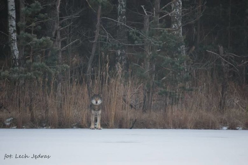 W naszych lasach żyje coraz więcej wilków. Nie boją się ludzi i podchodzą pod wsie