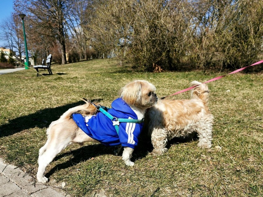 Park Przyjaźni w Kaliszu. Powstają tam tężnia solankowa i...