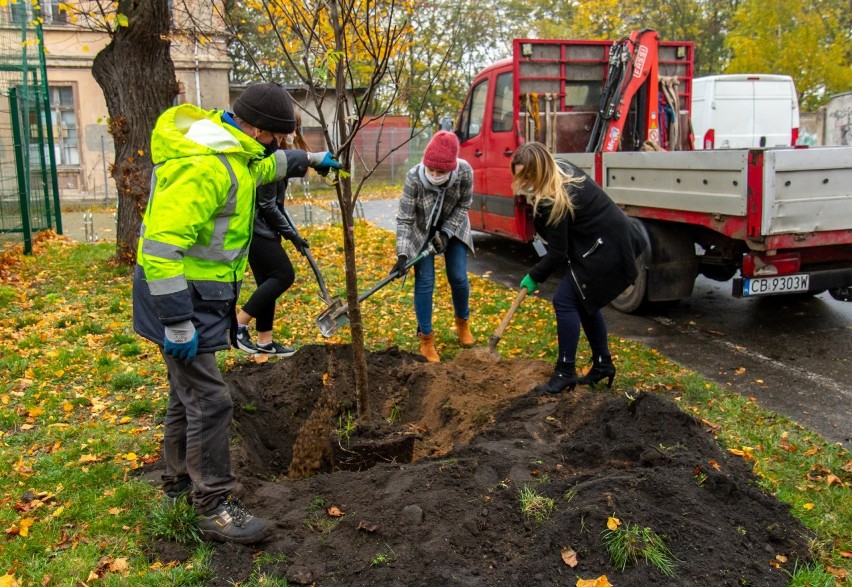 Nowe rośliny, które posadzono na terenie II LO w Bydgoszczy,...