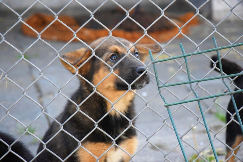 Możesz zapewnić im nowy dom – psy z łęczyckiego schroniska czekają na adopcję