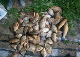 Kłusownicy w Nieliszu: Złapali w sieć 40 kilogramów ryb
