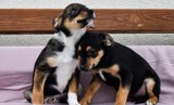 Psy do adopcji ze Schroniska dla Bezdomnych Zwierząt w Radomiu. Pokochaj kundelka i zabierz go do domu. Zobacz zdjęcia