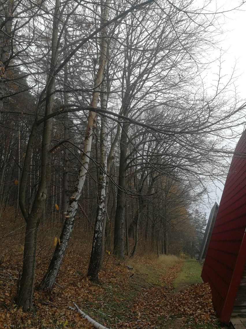Czasowe ograniczenie ruchu na szlaku leśnym z zalewu na wieżę widokową na Guzowatej w Radkowie 