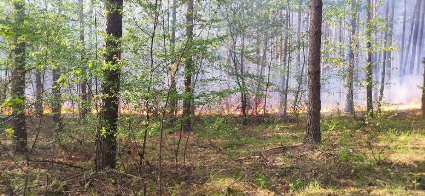 Pożar lasu w Domasznie, 12 maja