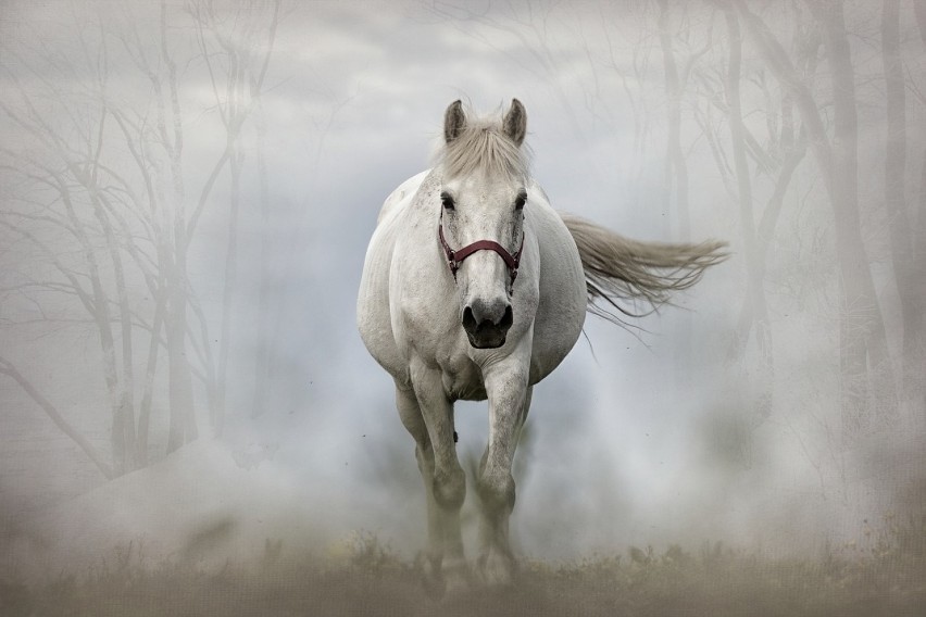 Koń pełnej krwi w galopie - prawdziwe piękno