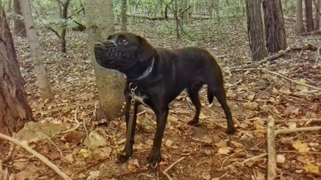 Poznań: Pies przywiązany do drzewa w lasku przy Piastowskiej