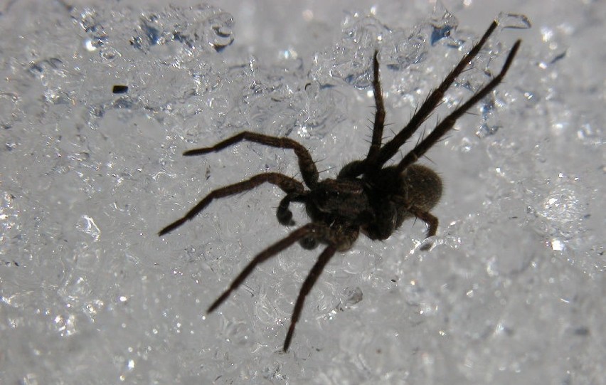 Wiosenny spacer pająka... na śniegu fot. Artur Hampel