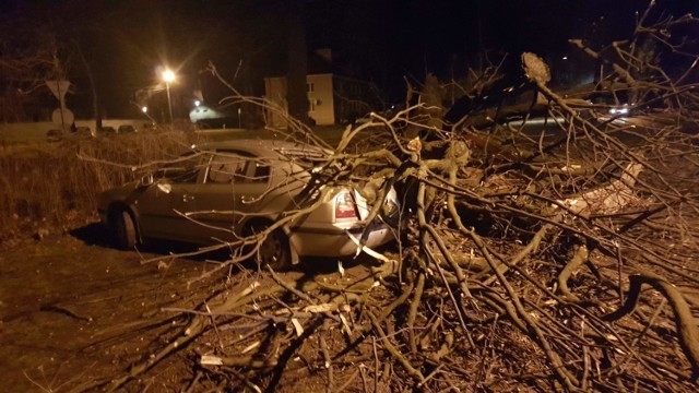 Samochód przygnieciony przez przewrócone drzewo w Niedomicach