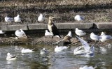 Kozi Staw w Legnicy przyciąga wiele gatunków ptactwa, właśnie pojawił się kormoran