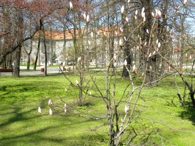 Magnolia, nazwa nadana przez Linneusza na cześć siedemnastowiecznego francuskiego botanika Pierre&apos;a Magnola. Fot. Piotr A. Jeleń