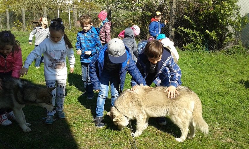 Spotkanie z psami rasy husky w Szkole Podstawowej nr 11 w...