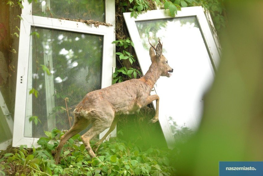 Sarna biegała w centrum Włocławka! Złapali ją strażnicy miejscy [zdjęcia, wideo]