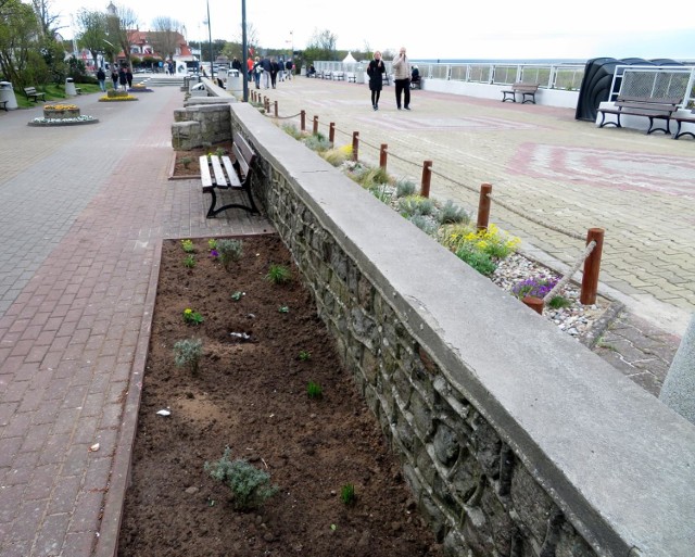 Miasto odświeża wygląd Promenady Nadmorskiej. Rozstrzygnięty został przetarg na drugi etap nasadzeń roślin wzdłuż deptaka.