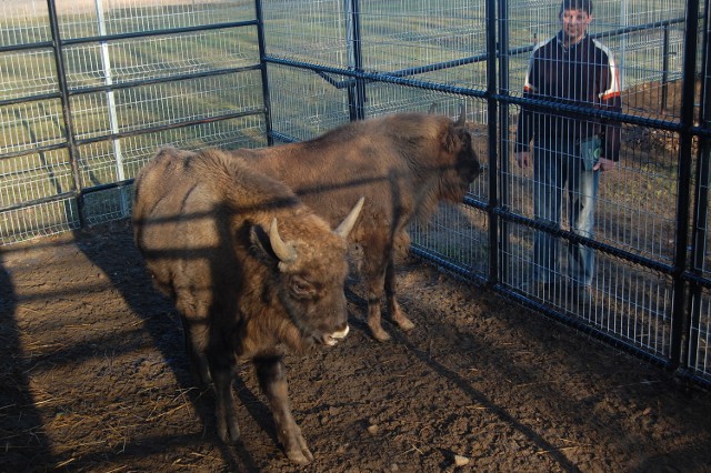 Dwa małe żubry mieszkają w podczłuchowskim ZOO od miesiąca