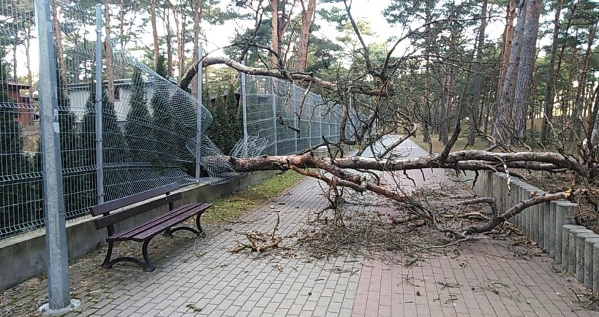 Wichura w Ustce. Przewrócone drzewa (zdjęcia)