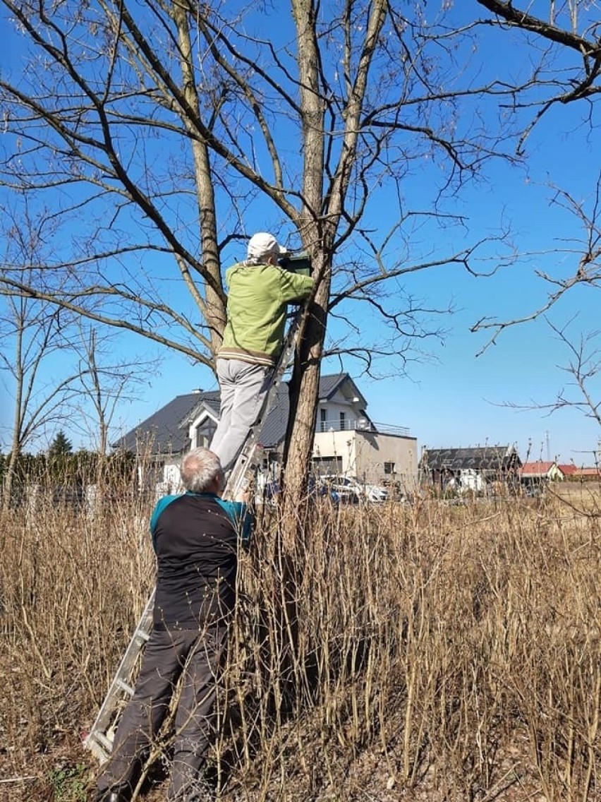 Własnoręcznie wykonane przez seniorów domki lęgowe wkrótce...