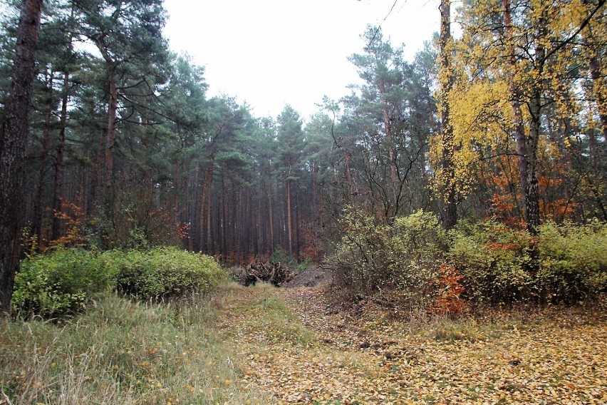 Tajemnicze miejsca naszego regionu – obiekt 3002 znajdujący się w pobliżu miejscowości Brzeźnica Kolonia. 