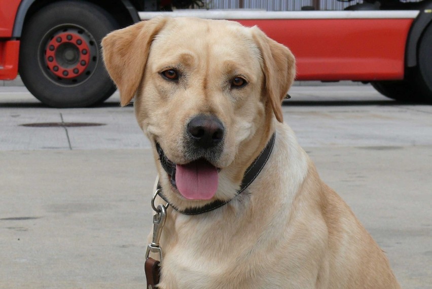 Biała Podlaska: Psy postrachem przemytników