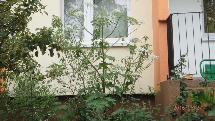 Stare Żegrze: Śmiertelnie niebezpieczna roślina w ogródku przed blokiem [ZDJĘCIA]