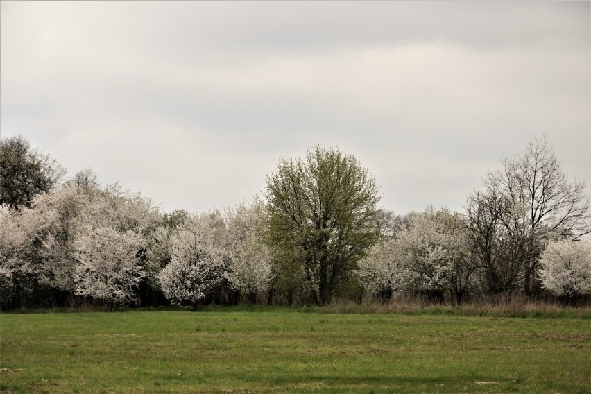 Kwitną już pierwsze krzewy i drzewa. Wiosna piekna i radosna nas rozpieszcza