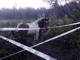 Rolnik zamienił leśną uprawę w pastwisko dla koni [ZDJĘCIA]