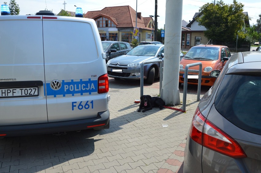 Wieluńscy policjanci interweniowali do przywiązanego na parkingu psa