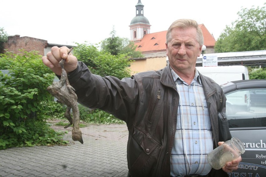 Bocian w Rybniku nie żyje przez petardy