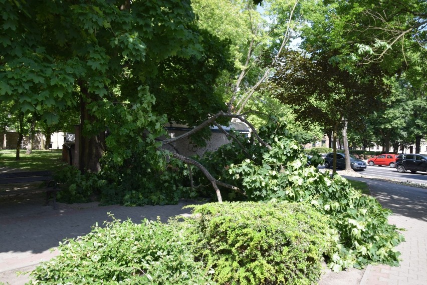 Konar drzewa spadł na chodnik w Międzyrzeczu