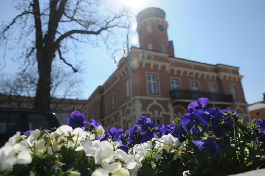 Częstochowa: Wiosna w pełni, w centrum kwitną kwiaty [ZDJĘCIA]. Miasto posadziło 6,5 tys. bratków, stokrotek i niezapominajek