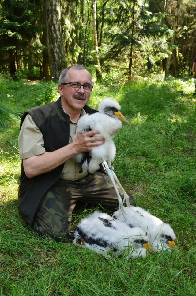 Bociany czarne z Nadleśnictwa Sieraków