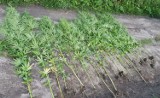 Policjanci z Fałkowa zlikwidowali uprawę marihuany na terenie gminy Łubowo. Krzaki rosły na skwerze  
