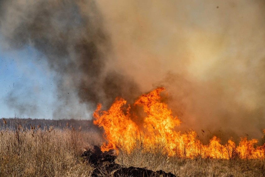 Akcja gaszenia pożaru w Biebrzańskim Parku Narodowym