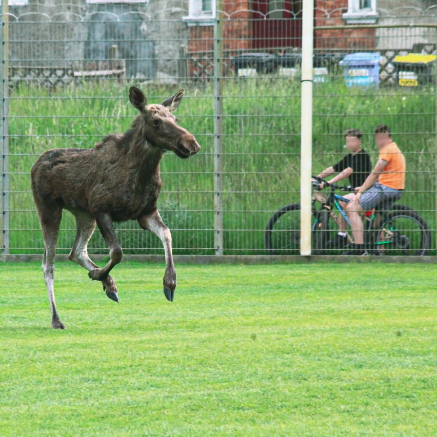 Malbork. Łoś biegał na Stadionie Miejskim [ZDJĘCIA]. "Odwiedził" młodych piłkarzy na treningu 