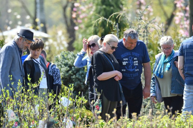 Majówka u Pudełka w Iłowej. Świetna muzyka, dobre jedzenie i spacer między  pięknymi magnoliami. Szkółkę odwiedziły prawdziwe tłumy | Żary Nasze Miasto