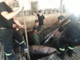 Gmina Godziesze Wielkie. Strażacy ratowali dwie świnie, które wpadły do szamba 