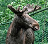 Plaga potrąconych łosi w powiecie olkuskim. Kolizja ze zwierzęciem na DK 94 