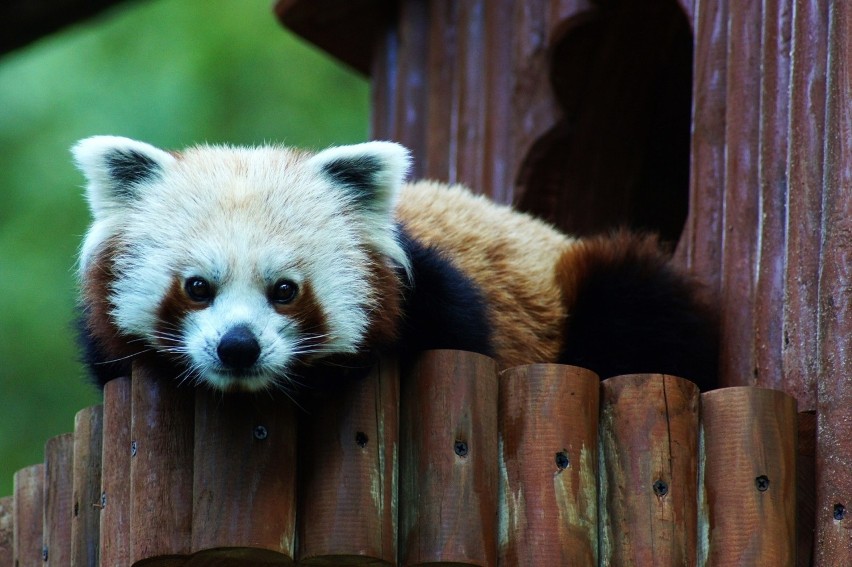 Panda czerwona (mała) wspaniale się wspina, jest wyposażona...
